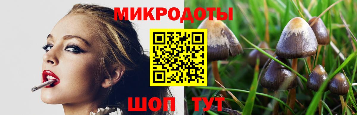 Галлюциногенные грибы Psilocybe Дербент